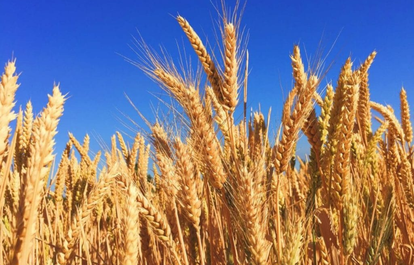 Коли сіяти ярий ячмінь оптимальні терміни, технологія посіву та секрети високого врожаю