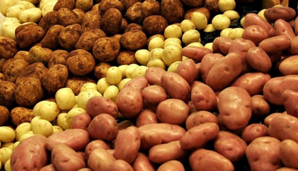 Найкращі сорти картоплі