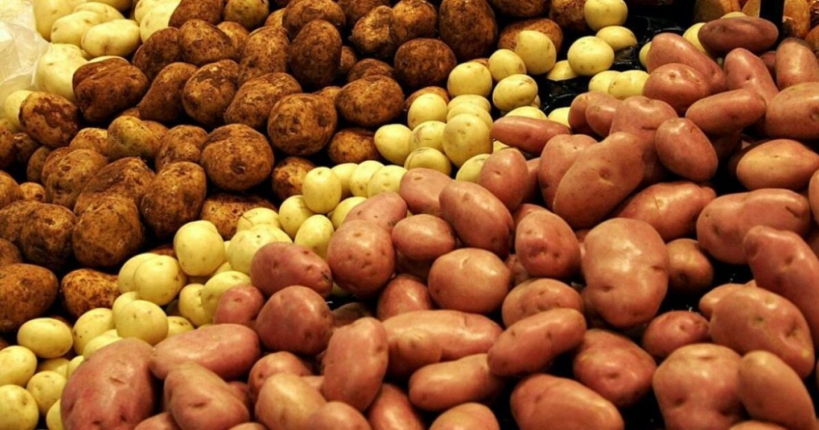 Найкращі сорти картоплі