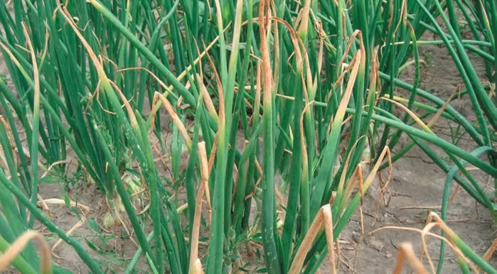 Основні хвороби цибулі