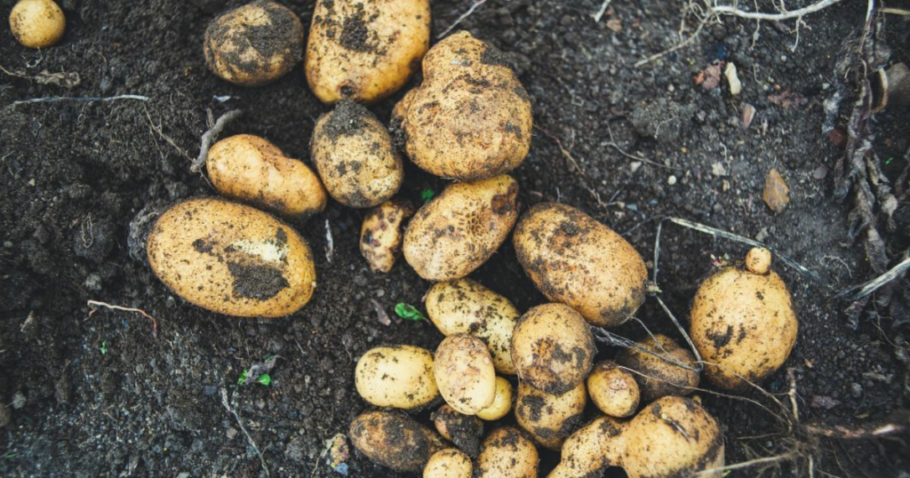 Ранні сорти картоплі