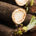 Скорцонера