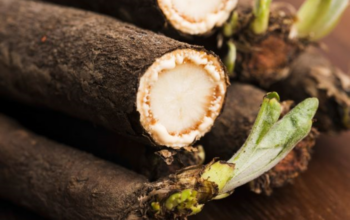 Скорцонера