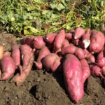 Солодка картопля батат технологія вирощування батату в Україні