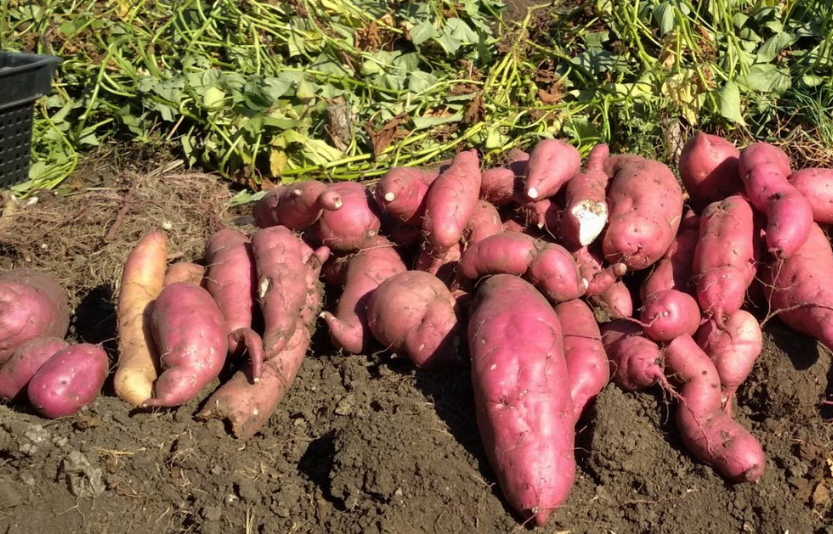 Солодка картопля батат: технологія вирощування батату в Україні