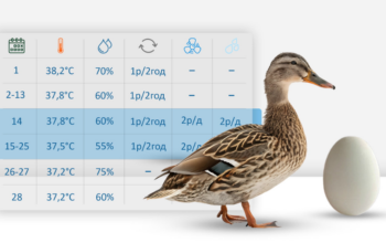 Які режими інкубації качиних яєць