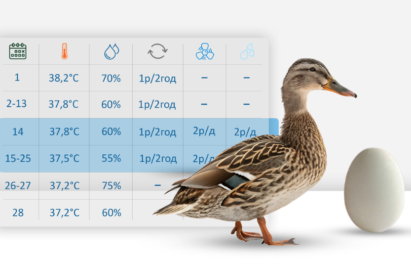Які режими інкубації качиних яєць